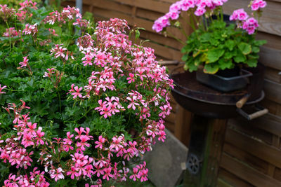 Close-up of pink flowers in pot