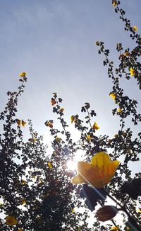 Low angle view of flowering plants against sky
