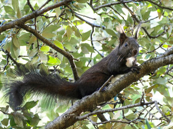 Low angle view of a tree