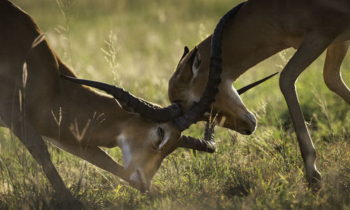 Gazelles fighting on grassy field