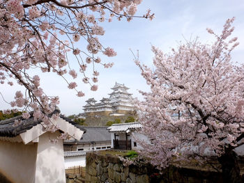 Cherry blossom tree by building against sky