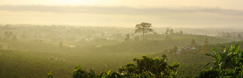 Trees on landscape against sky