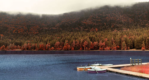 Scenic view of lake in forest