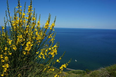 Beautiful yellow flower front of adriatic sea in san bartolo,italy during summer with blue sky