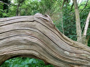 Close-up of tree trunk