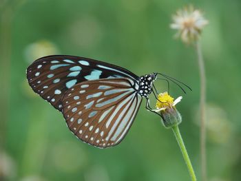 Close-up of butterfly pollinating on flower