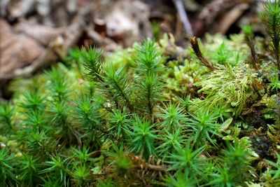 Close-up of succulent plant on field