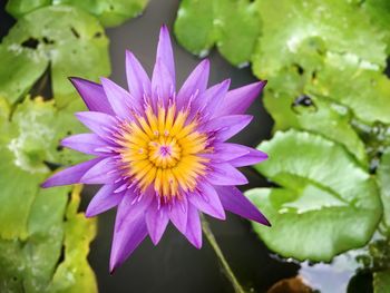 Close-up of purple lotus water lily blooming outdoors