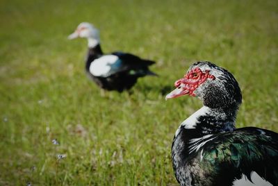 Close-up of bird on grass