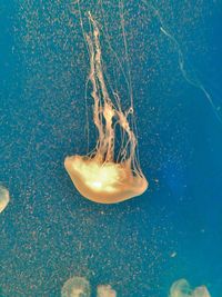 Close-up of jellyfish in water