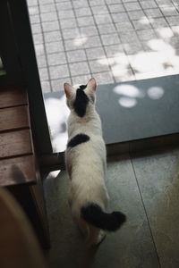 High angle view of cat sitting on tiled floor