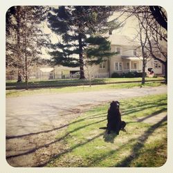 Bare trees in lawn
