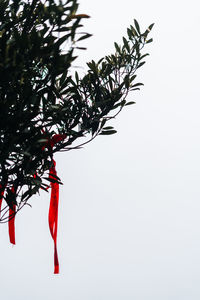 Low angle view of plant against white background
