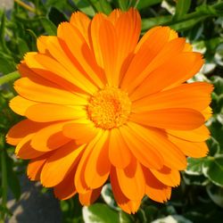 Close-up of orange flower