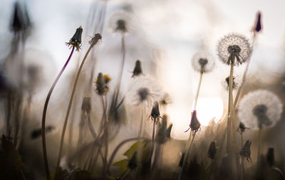 Close-up of flowering plants on field