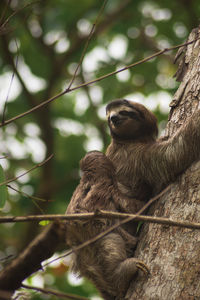 Sloth climbing a tree with her baby in costa rica