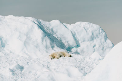 Snow covered landscape