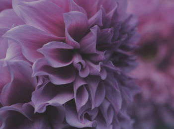 Close-up of pink rose flower