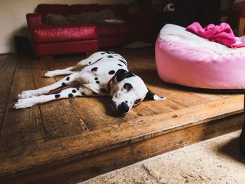 Dog lying on floor