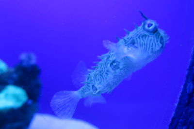 Close-up of fish swimming in sea