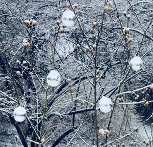 Close-up of frozen tree during winter