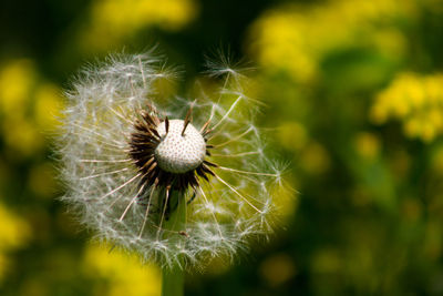 Close-up of dandelion flower