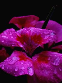 Close-up of raindrops on pink rose flower