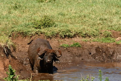 View of horse drinking water from lake