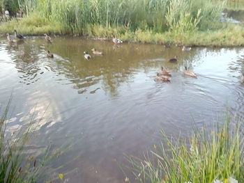 Ducks swimming in lake