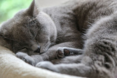 Close-up of cat sleeping