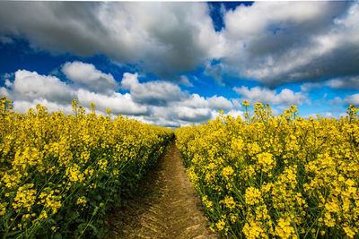 Scenic view of yellow flowering plants on field against sky