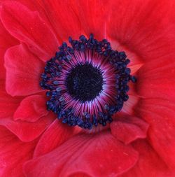 Extreme close-up of red flower