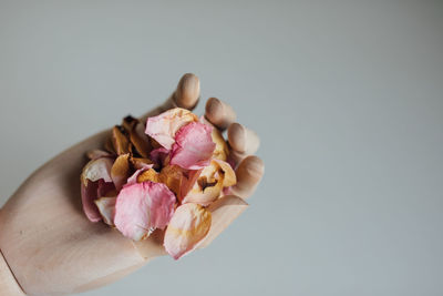 Close-up of pink rose against white background