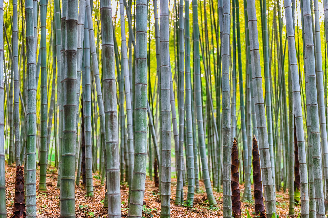 FULL FRAME SHOT OF BAMBOO PLANTS