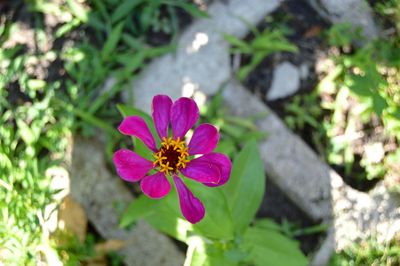 Close-up of pink flower