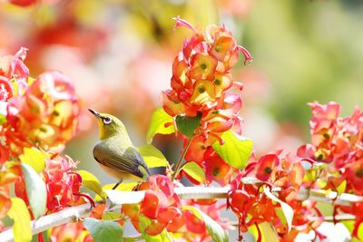 Close-up of bird perching on flower