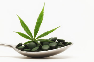 Close-up of potted plant against white background