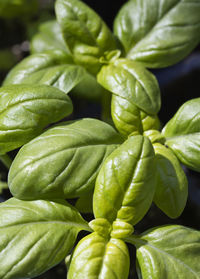 Full frame shot of green plant