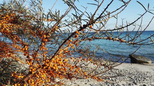 Scenic view of sea against clear sky during autumn