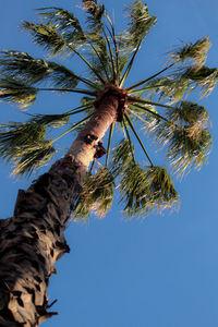 Low angle view of eagle perching on tree against clear blue sky