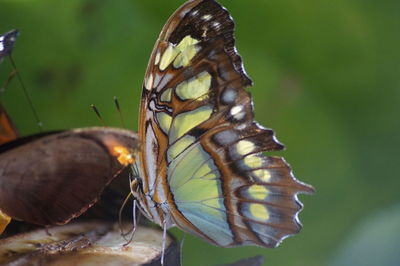 Close-up of butterfly perching on leaf