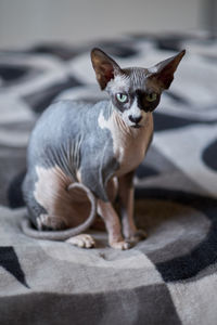 Close-up portrait of sphynx hairless cat