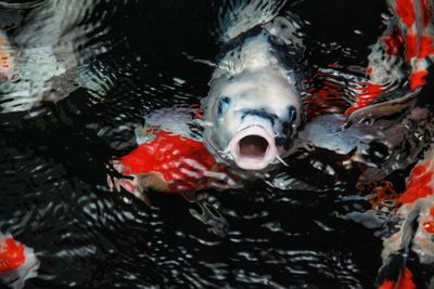 White koi fish mouth