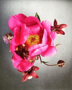 High angle view of pink flowering plant