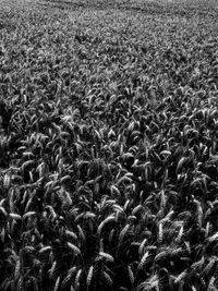 Full frame shot of crops on field