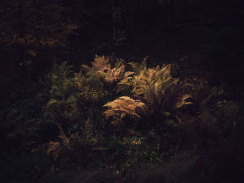 Close-up of plants growing on field at night