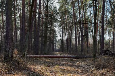 Trees in forest