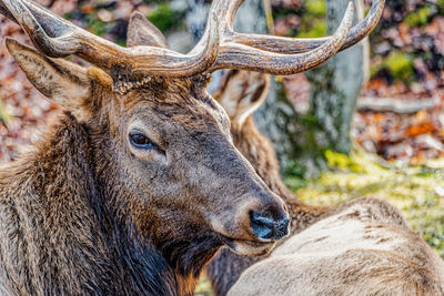 Close-up of elk