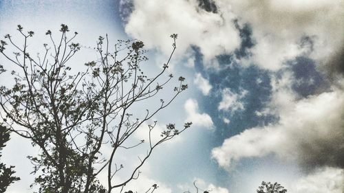 Low angle view of tree against sky