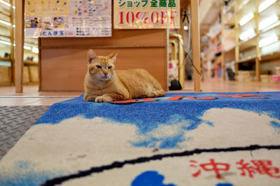 Cat sitting on carpet at shop
